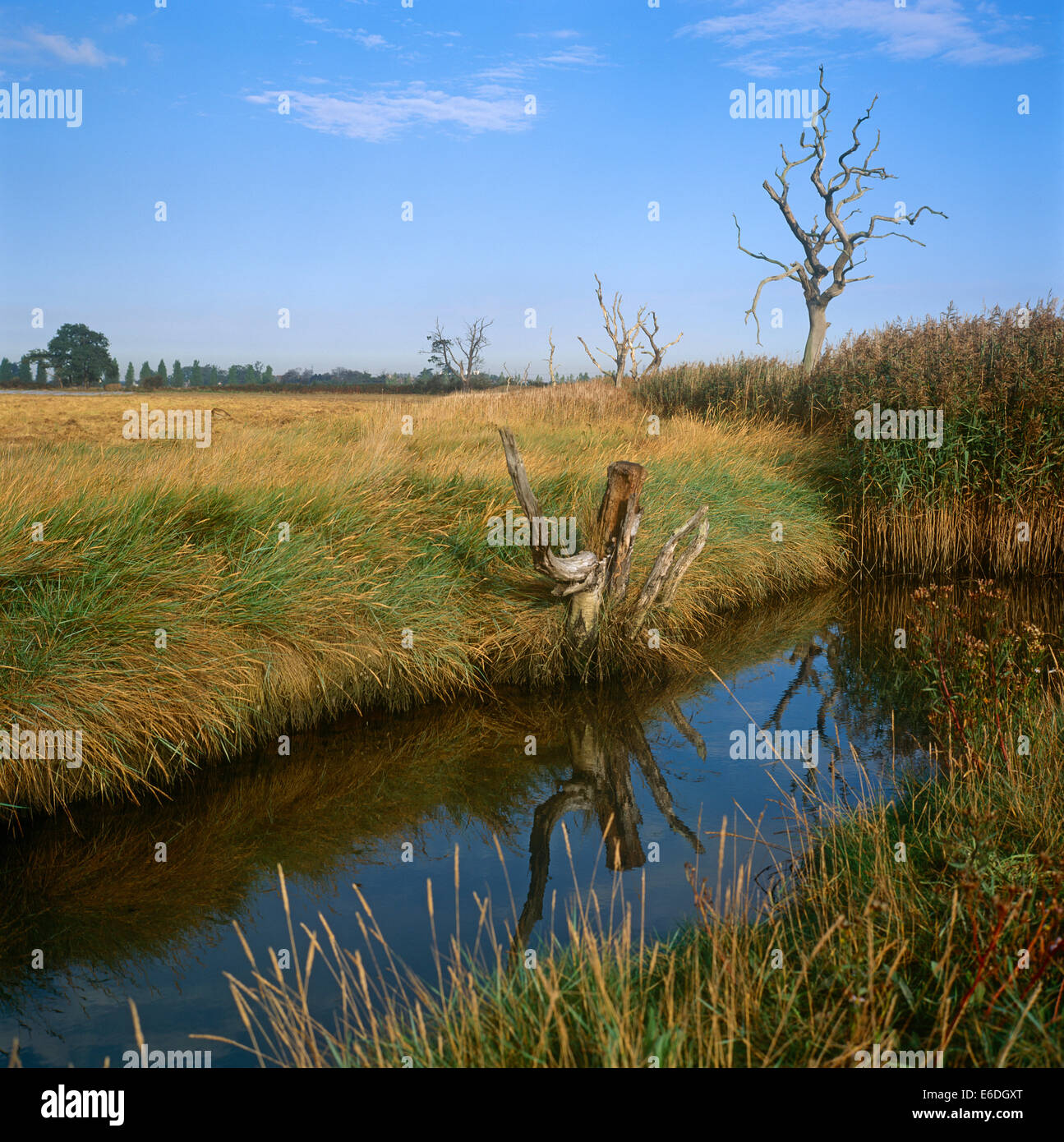 Los pantanos snape cerca de Suffolk uk Foto de stock