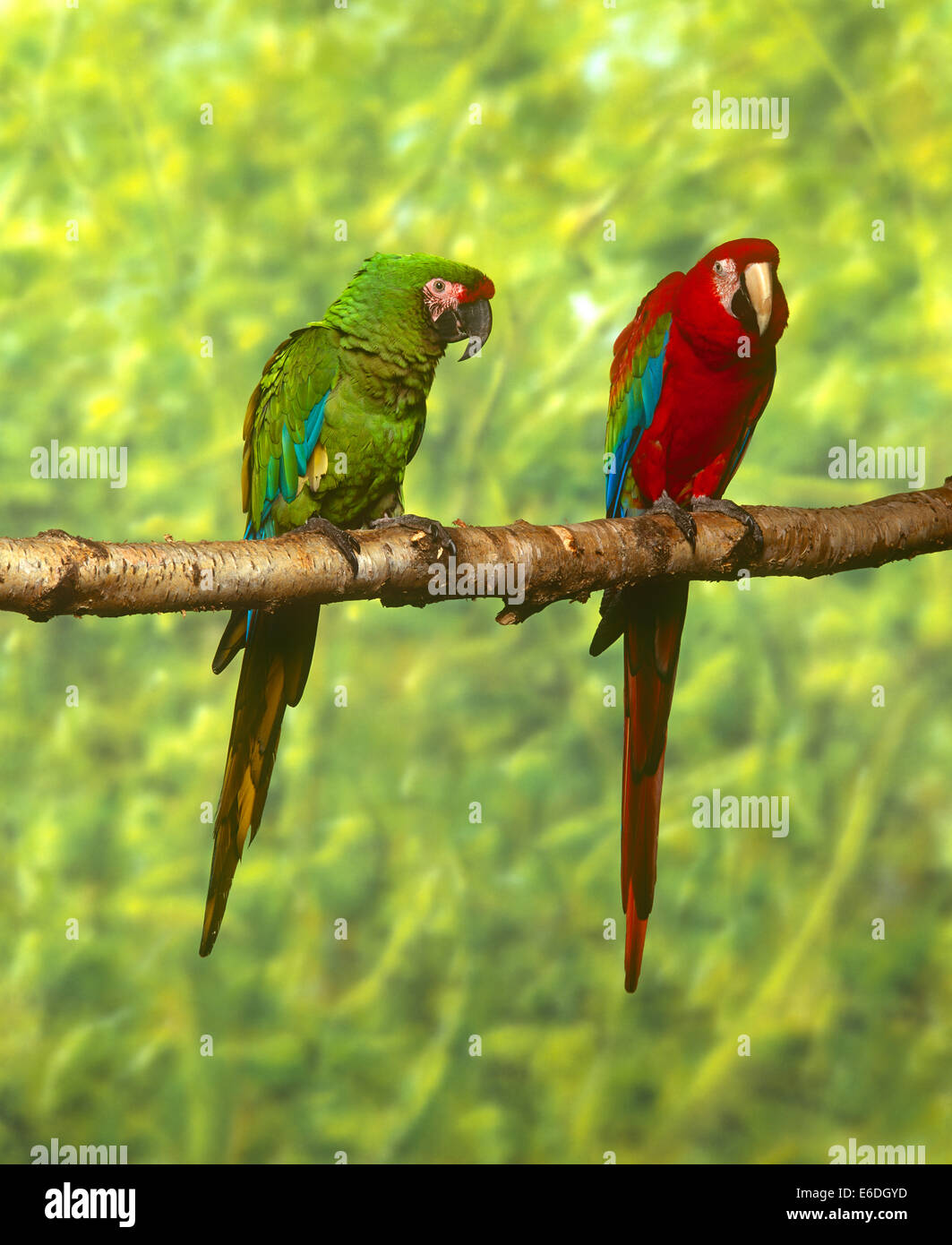 Dos guacamayos sentado en una rama Foto de stock