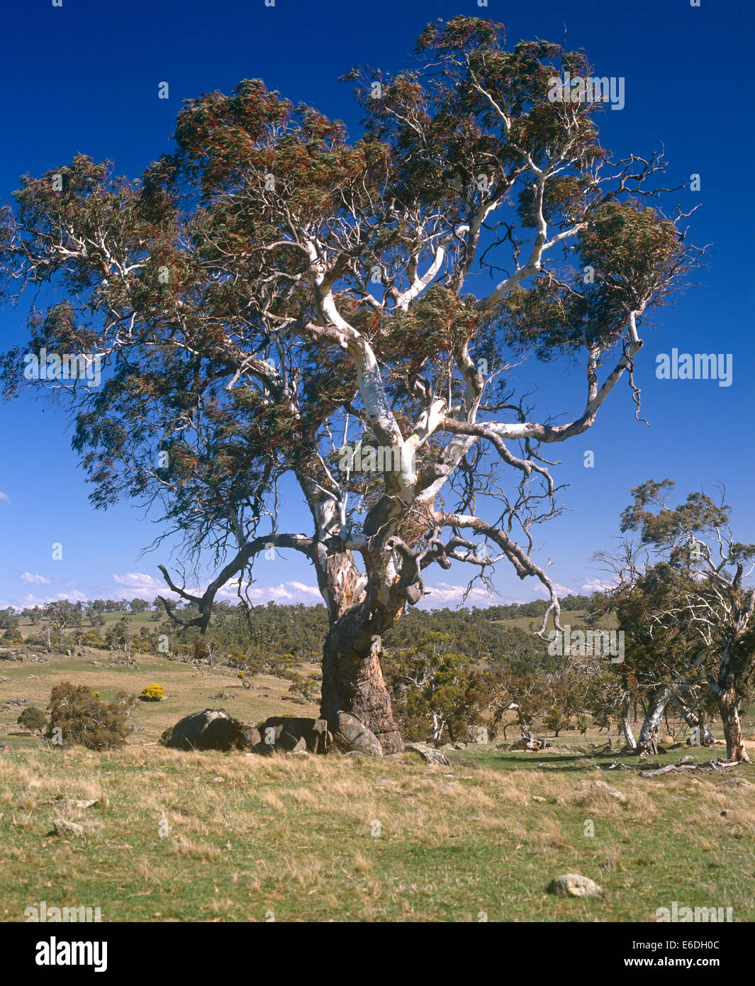 Gum tree Jindabyne Jindabyne área de Nueva Gales del Sur, Australia Foto de stock