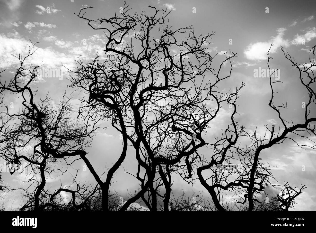 Silhoutted las ramas de los árboles y el amanecer. Lanai, Hawai. Foto de stock