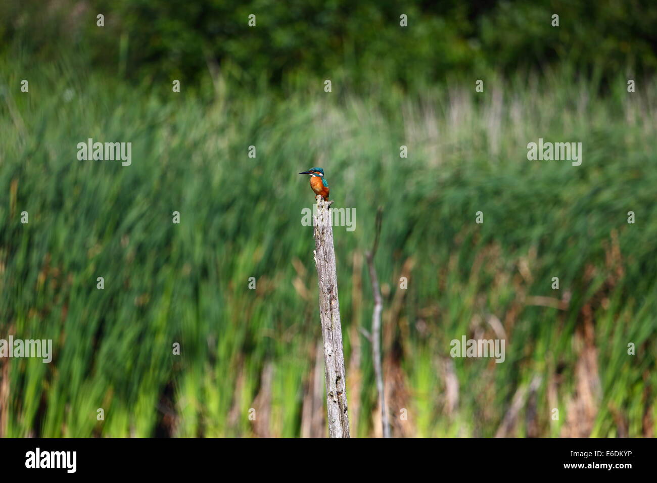 Kingfisher posado en la rama de un árbol Foto de stock