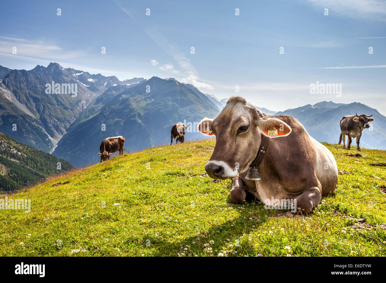 El CAW con una campana en el cuello descansa sobre una pradera en Austria Alpes montaña Foto de stock