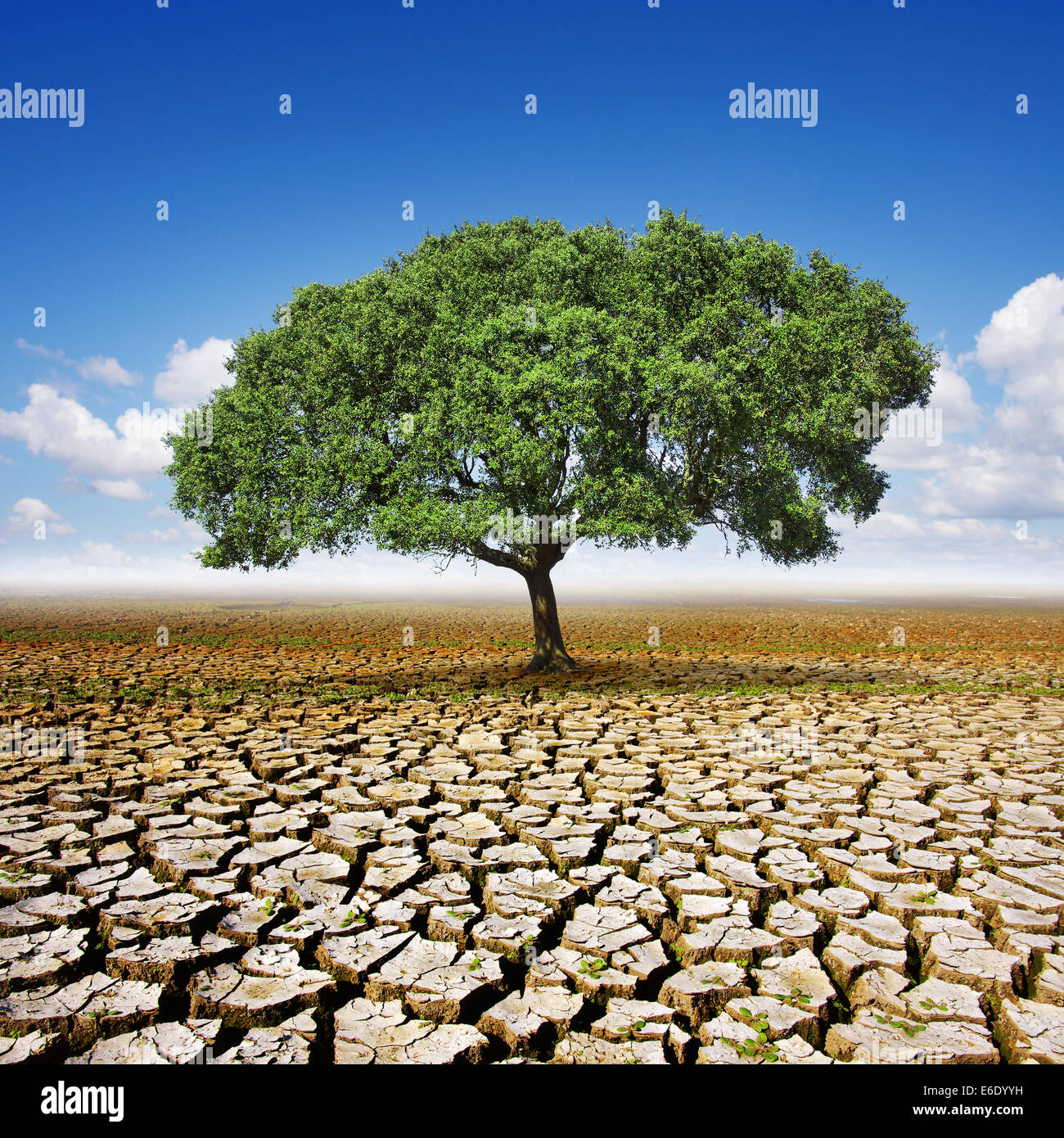 Solo olivo plantado en el centro de una tierra seca y agrietada Foto de stock