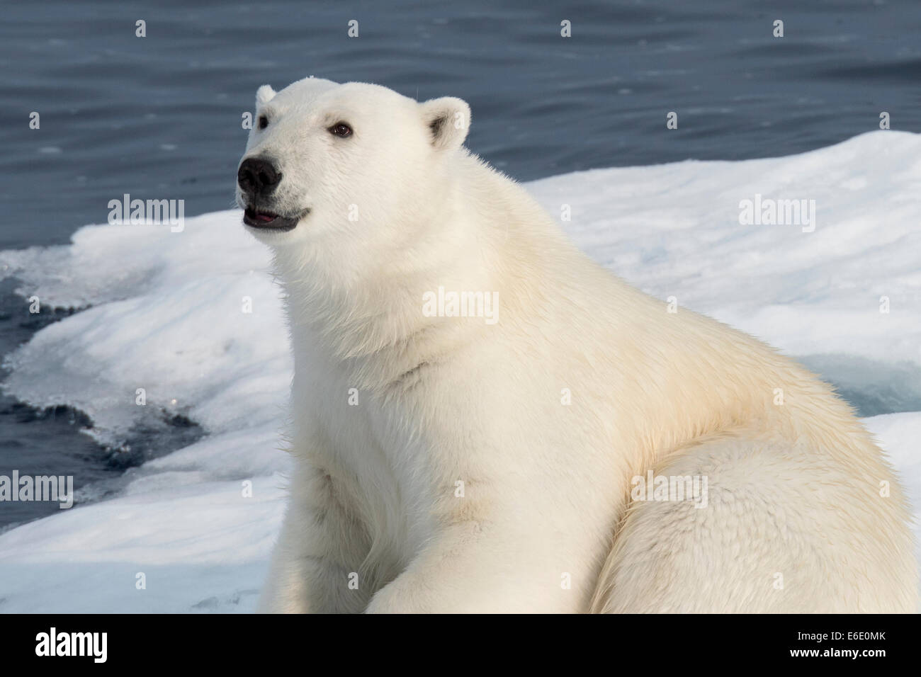 Macho, el Oso Polar Ursus maritimus, sobre un iceberg, de la isla de Baffin, el Ártico canadiense. Foto de stock
