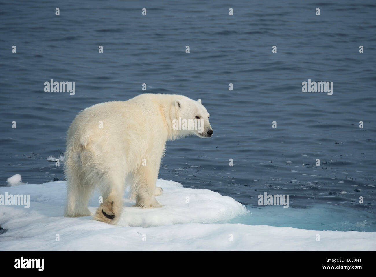 Macho, el Oso Polar Ursus maritimus, sobre un iceberg, de la isla de Baffin, el Ártico canadiense. Foto de stock