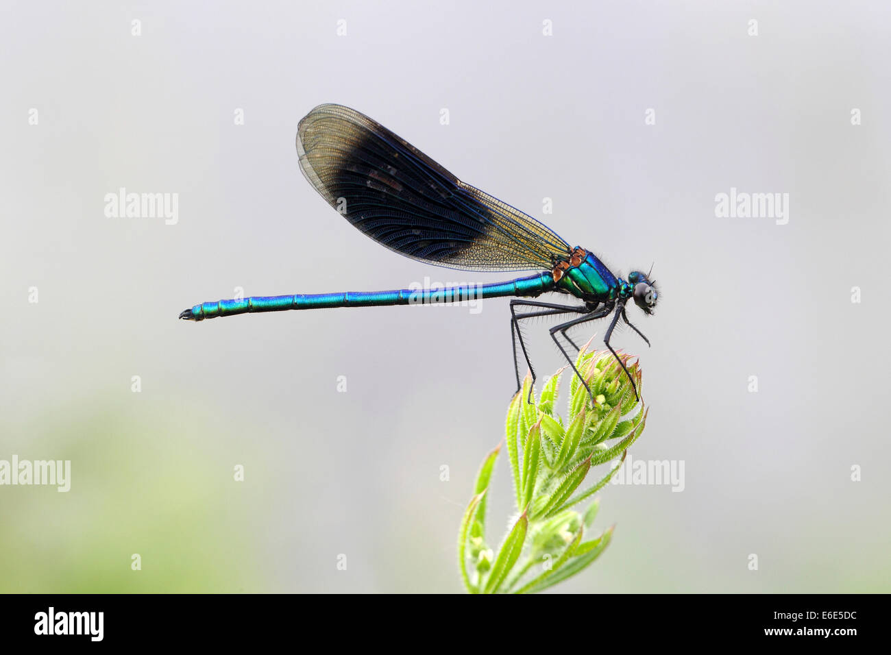 Bandas o bandas (Agrion Demoiselle Calopteryx splendens) macho en una brizna de hierba, Hühnermoor reserva natural Foto de stock