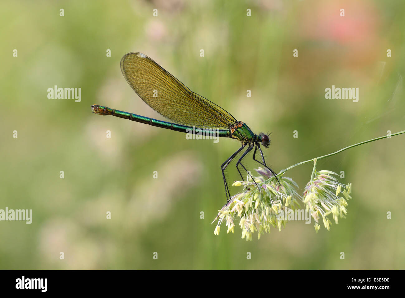 Bandas o bandas (Agrion Demoiselle Calopteryx splendens), hembra en una brizna de hierba, Hühnermoor reserva natural Foto de stock