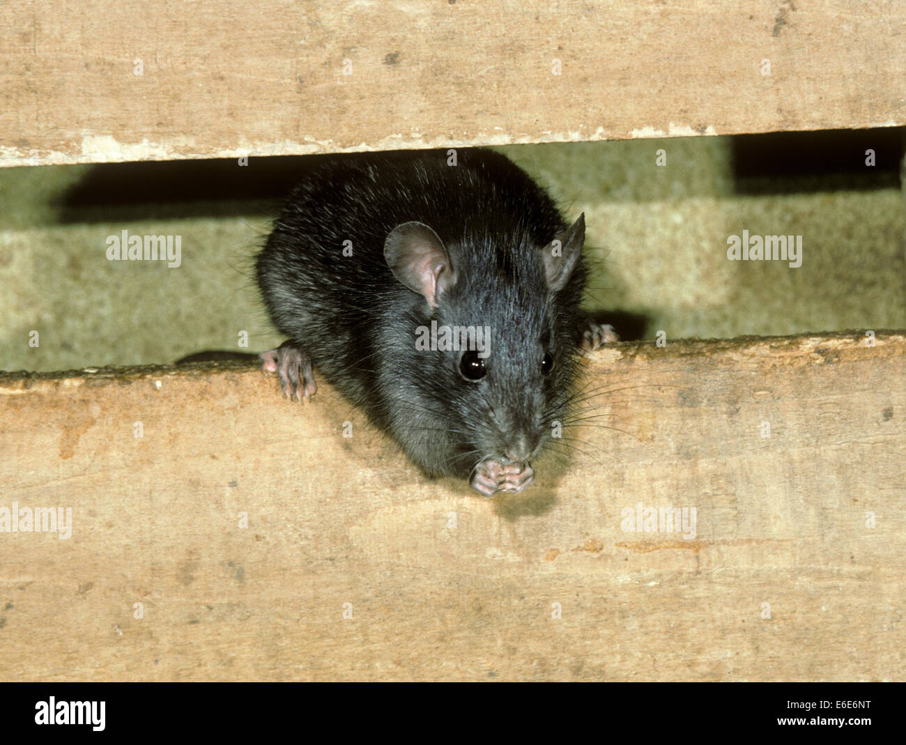 Rata Negra (Rattus rattus Foto de stock