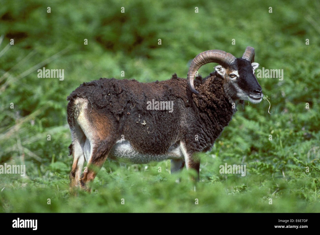 Las ovejas Soay (Ovis aries Foto de stock