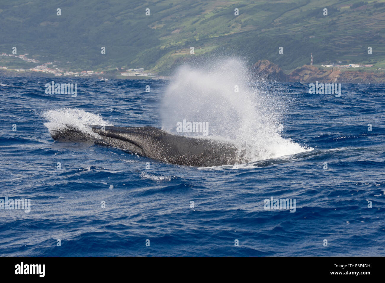 Ballena de Aleta, Balaenoptera physalus, surgiendo a gran velocidad en olas grandes, cerca del Pico, Azores, Océano Atlántico. Foto de stock