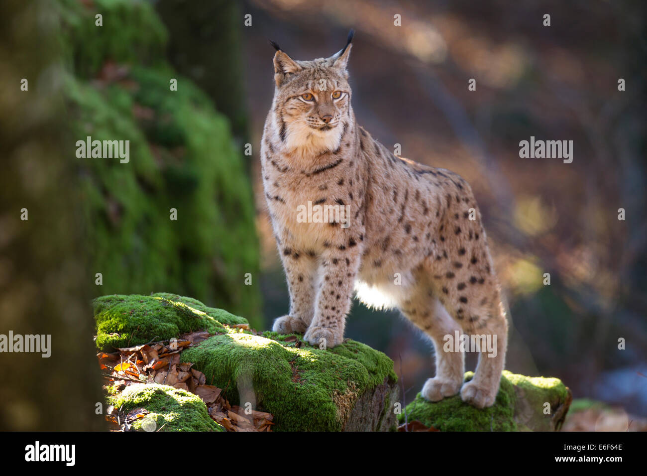 Eurasia Eurasischer Luchs Lynx Lynx lynx Foto de stock