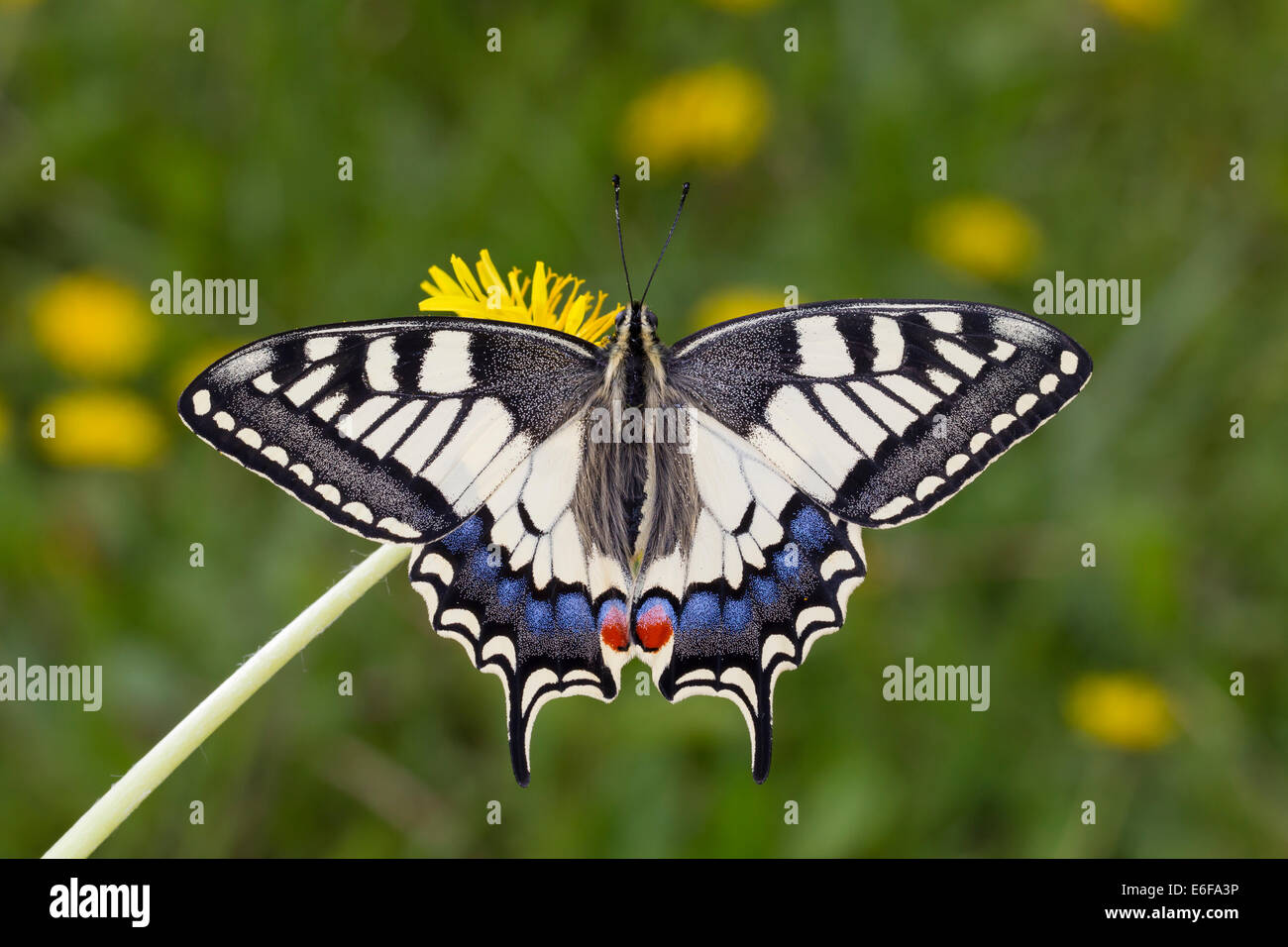 Swallowtail amarillo común del Viejo Mundo ESPECIE especie Papilio machaon schwalbenschwanz Foto de stock