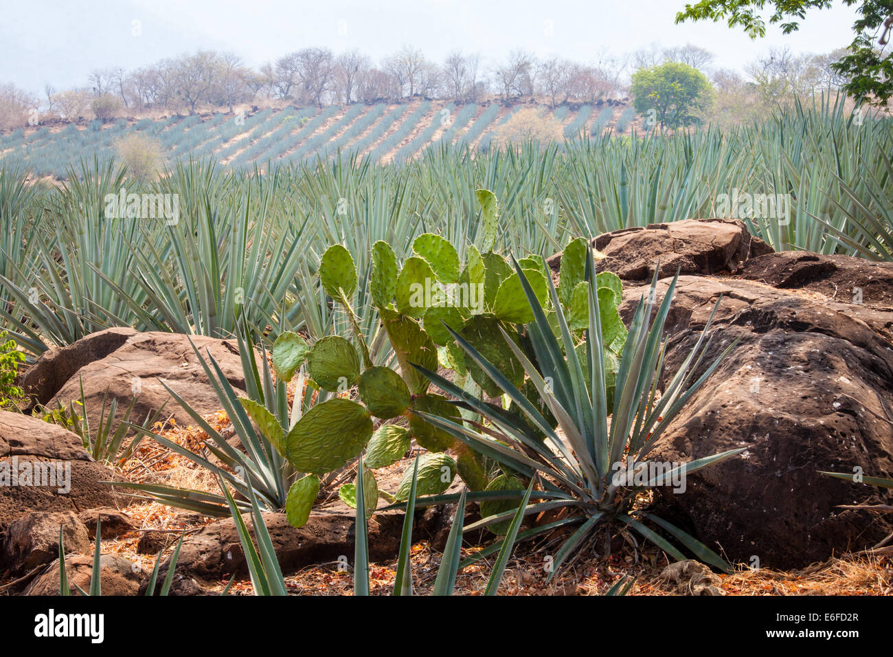 Los nopales y cactus de agave azul cerca de Tequila, Jalisco, México
