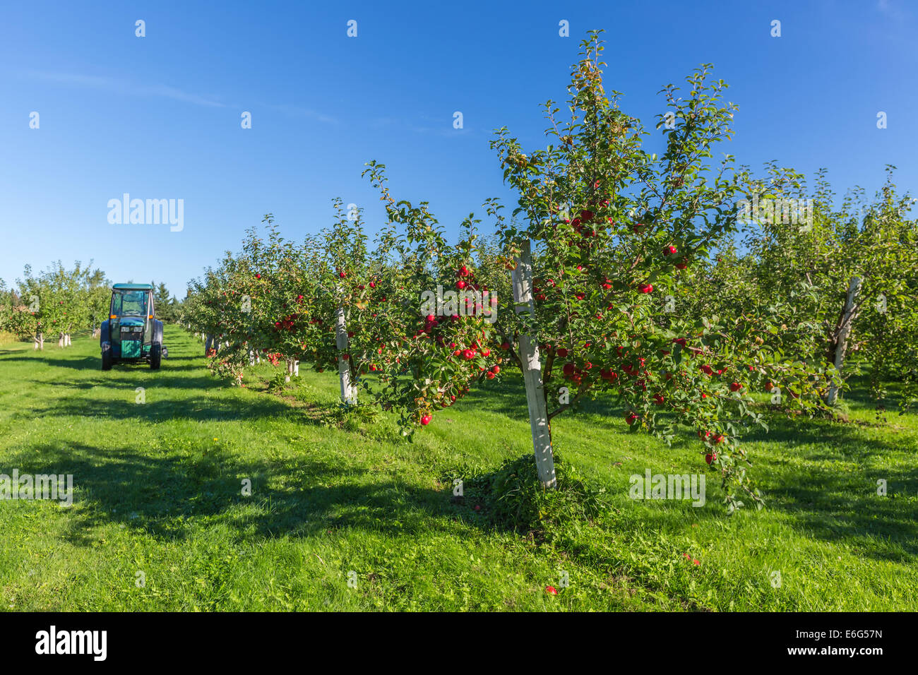 Los árboles con manzanas rojas maduras en una granja del huerto de manzanas. Foto de stock
