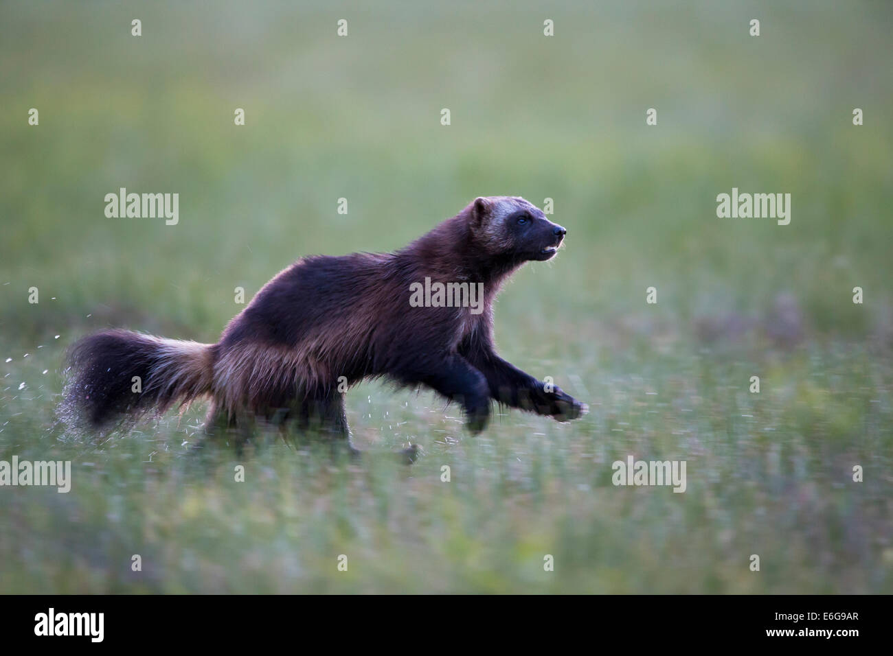 Una salvaje wolverine corriendo por el cieno. Foto de stock