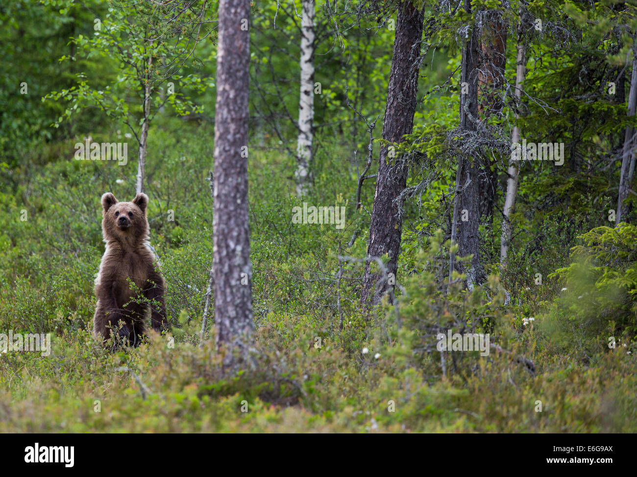 Un curioso oso silvestre busca en los límites del bosque. Foto de stock