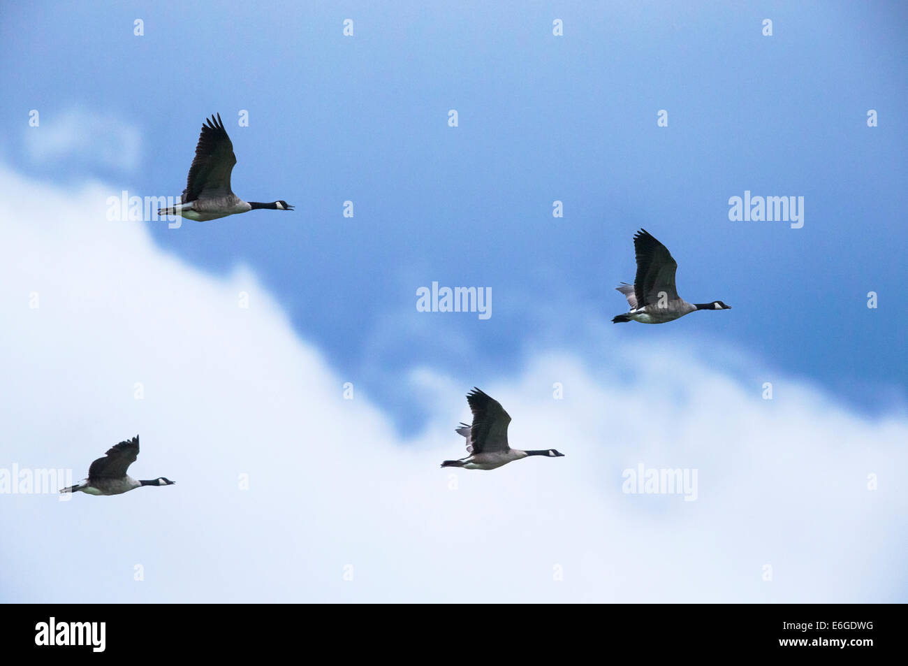 Canadian gansos volando, en el centro de Colorado, EE.UU. Foto de stock
