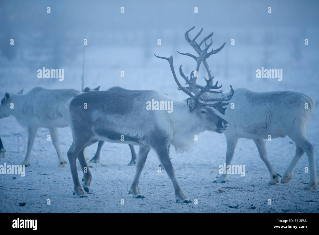 Mañana nieve manada de renos luz fría astas amanecer Foto de stock