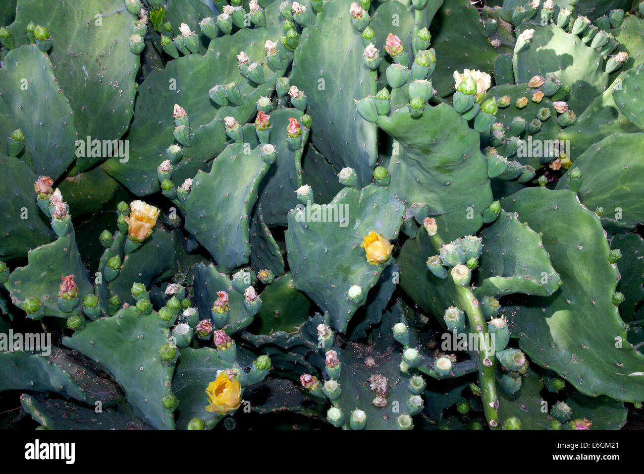 Los cactus, San Juan Capistrano, California, EE.UU. Foto de stock