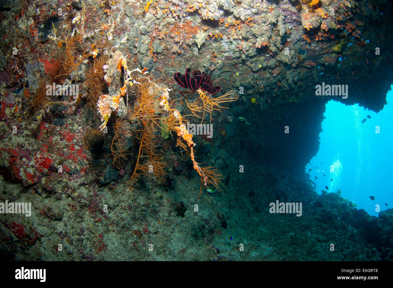 Cueva submarina en pared finolhu Feydhoo, Atolón Malé Norte Foto de stock