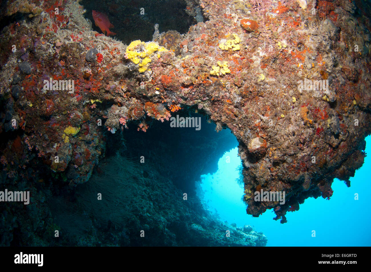 Cueva submarina en pared finolhu Feydhoo, Atolón Malé Norte Foto de stock