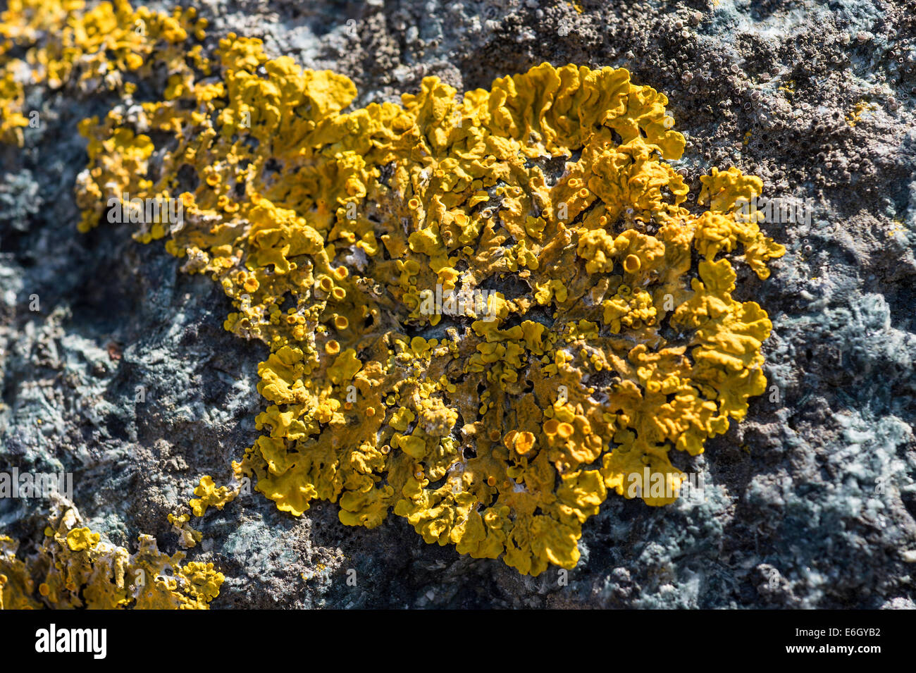 (Liquen Caloplaca sp.) que crecen en la costa rocosa Slapton Ley NNR Devon, Reino Unido Europa Agosto Foto de stock