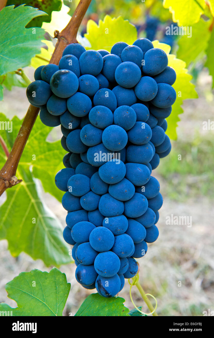 Un racimo de uvas Nebbiolo, una variedad de uva de vino tinto italiano, Barolo, Piamonte, Italia Foto de stock
