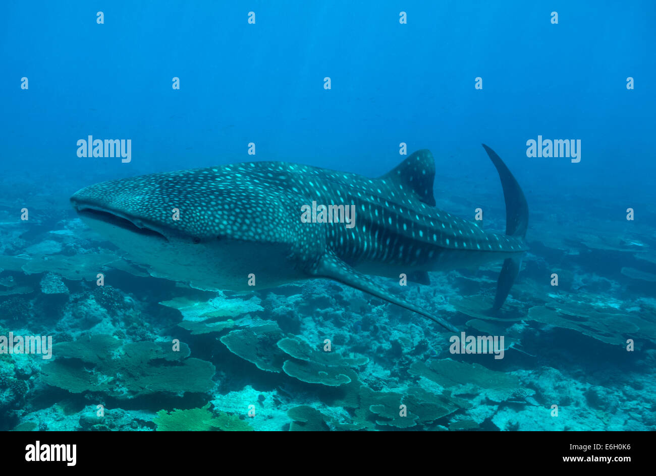Tiburón ballena en las Maldivas, Océano Índico Foto de stock