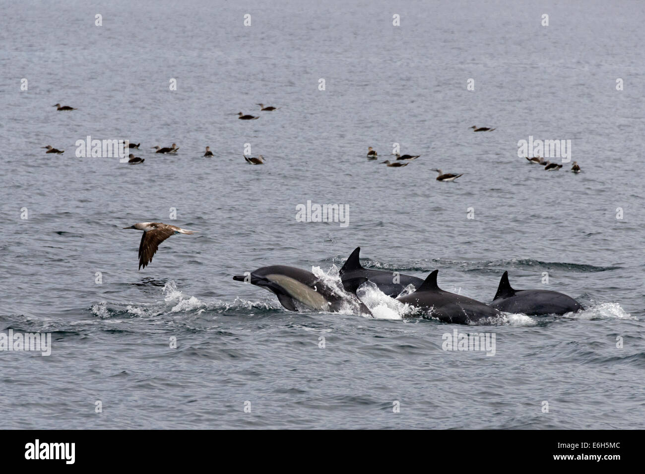 Larga picuda delfines comunes y los piqueros de patas azules, Isla Carmen, Mar de Cortez, en Baja California Sur, Mexico Foto de stock