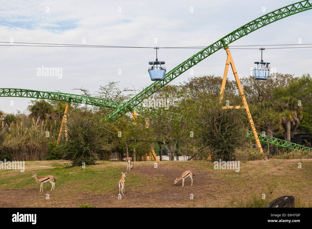 Cheetah Hunt roller coaster serpenteando por el hábitat animal y horizonte pasado viaje a Busch Gardens en Tampa, Florida Foto de stock