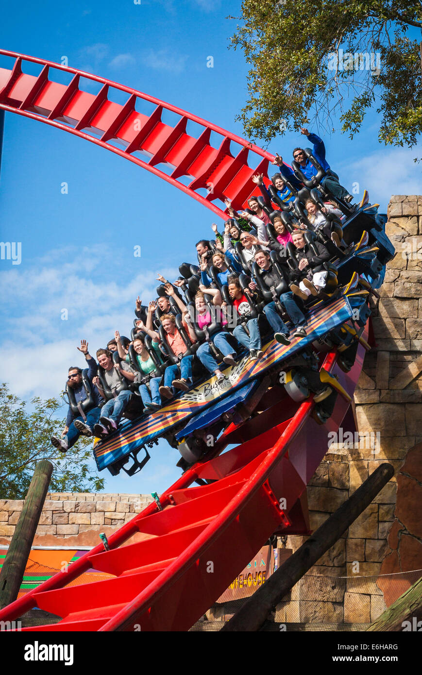Los huéspedes estacionamiento ride la SheiKra roller coaster en el parque temático Busch Gardens en Tampa, Florida, EE.UU. Foto de stock