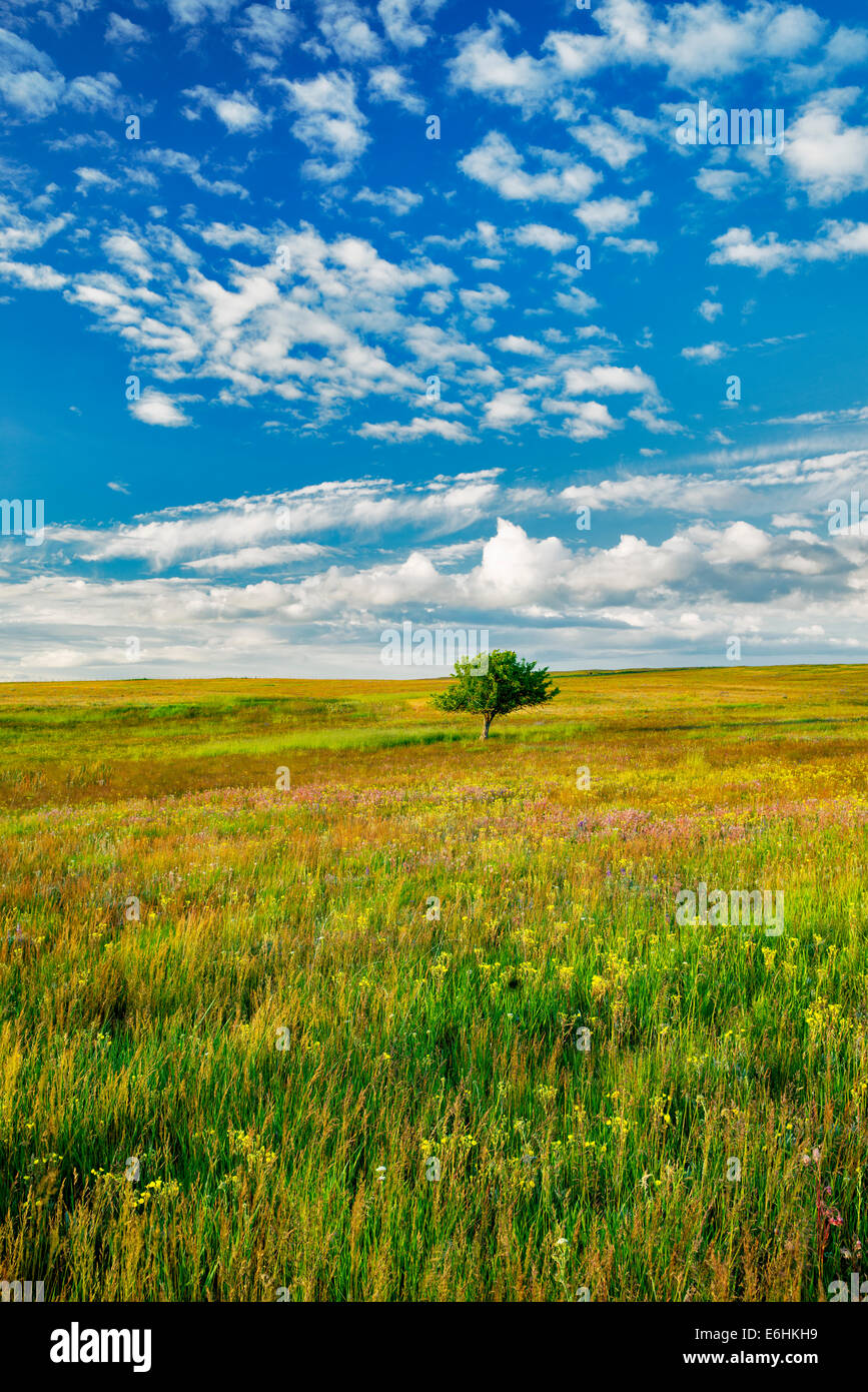 Lone Tree y flores silvestres. Zumwalt Prairie Preserve, Oregón Foto de stock
