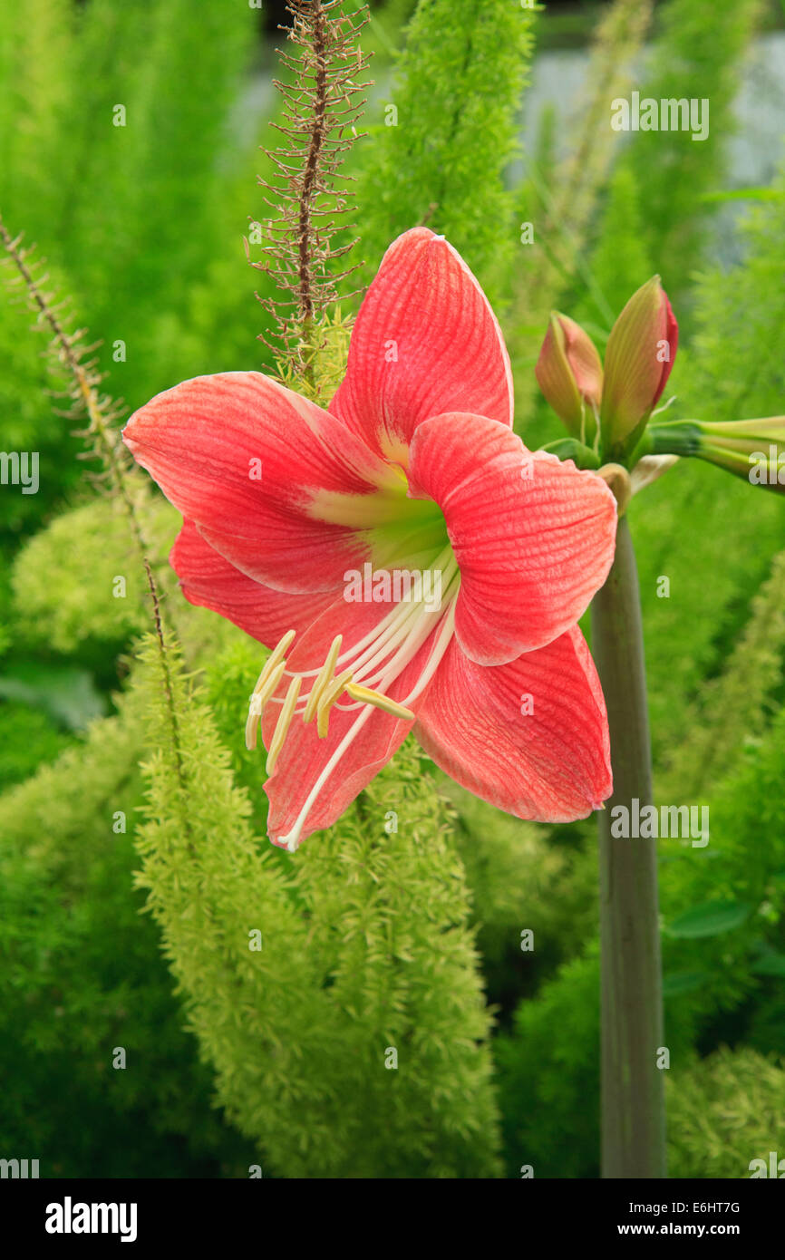 Flores de amarilis fotografías e imágenes de alta resolución - Alamy