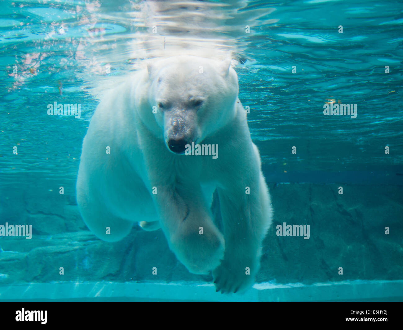 Anana, el oso polar hembra residente del Lincoln Park Zoo de Chicago, nadar bajo el agua. Foto de stock