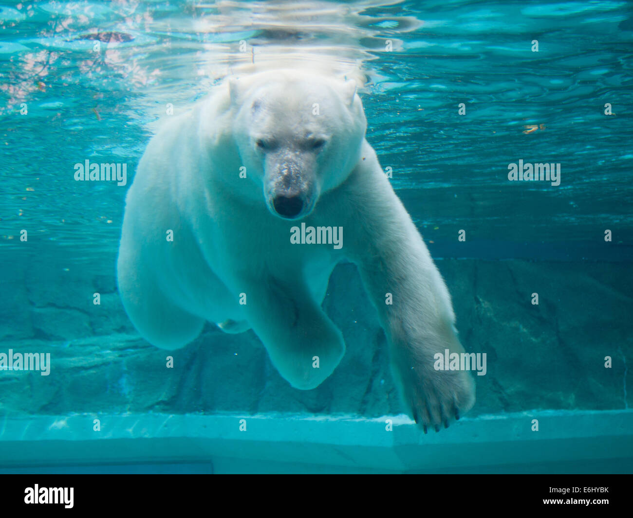 Anana, el oso polar hembra residente del Lincoln Park Zoo de Chicago, nadar bajo el agua. Foto de stock