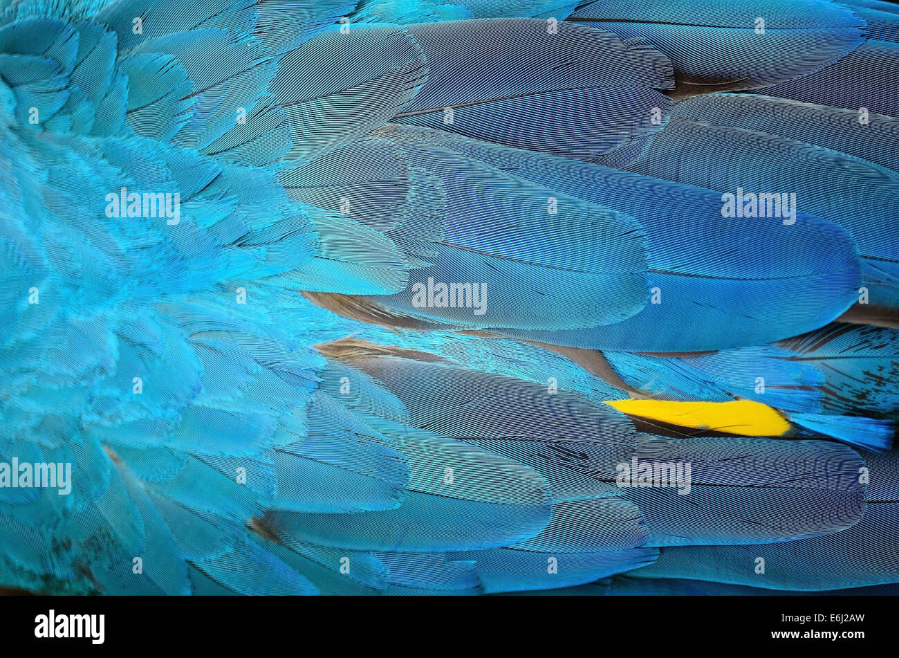 Plumas de aves coloridas, plumas de guacamayo azul y oro antecedentes Foto de stock