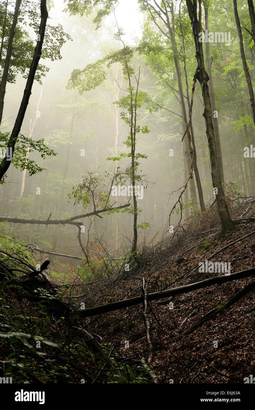 Solitario árbol de la oscuridad del bosque de niebla de montaña Foto de stock
