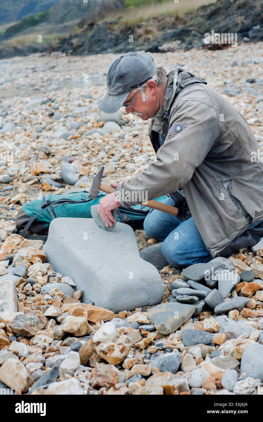 Hombre a la caza de fósiles en la Costa Jurásica cerca de Lyme Regis en Dorset, Inglaterra, Reino Unido. Foto de stock
