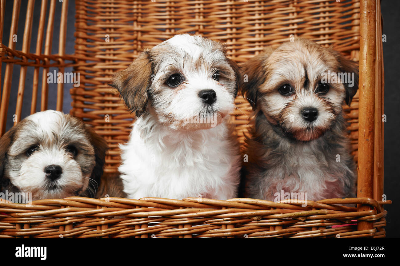 Tres cachorros de Bichón Habanero dentro del canasto, de siete semanas de  edad Fotografía de stock - Alamy