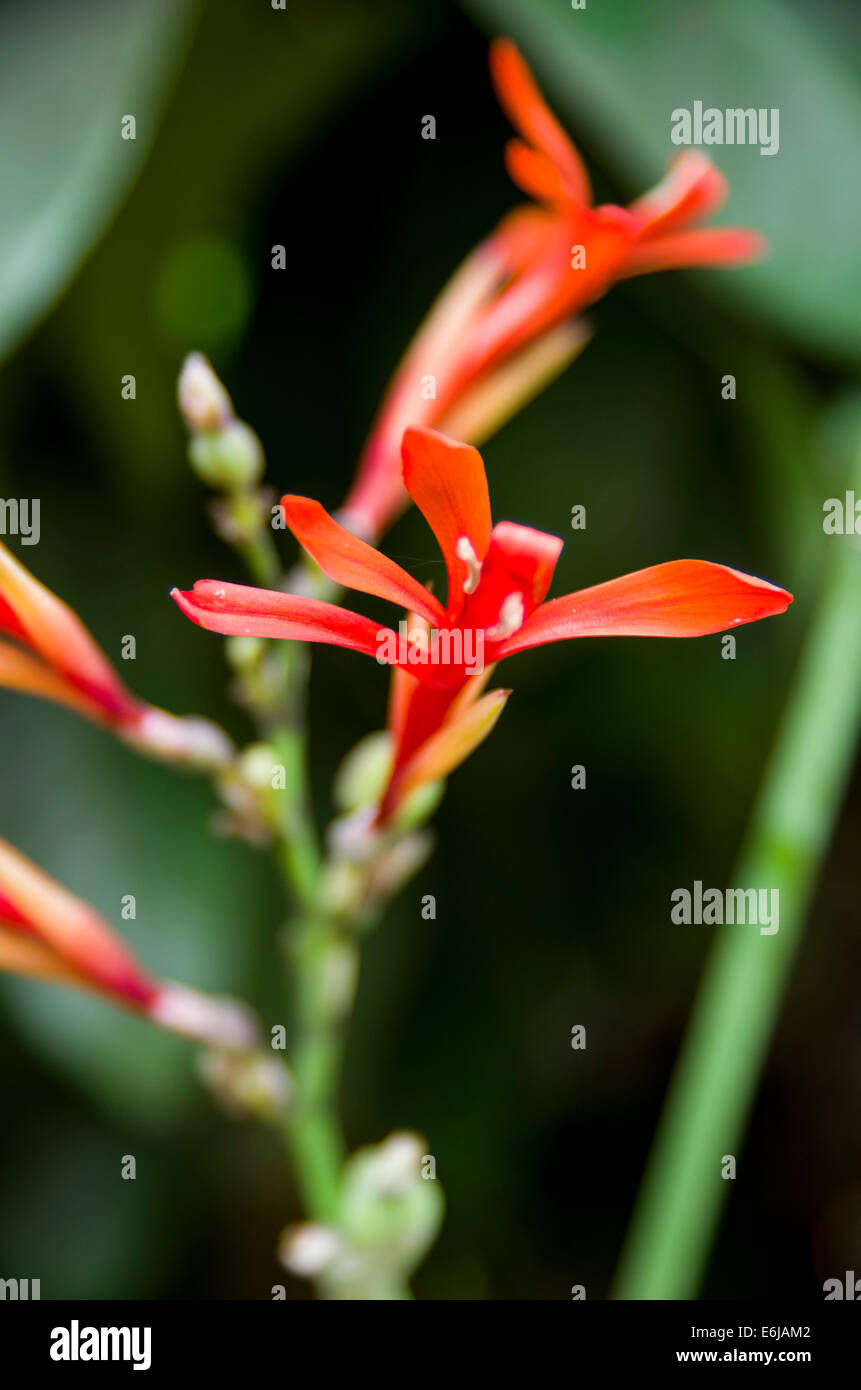Flowers in amazon rain forest fotografías e imágenes de alta resolución -  Alamy