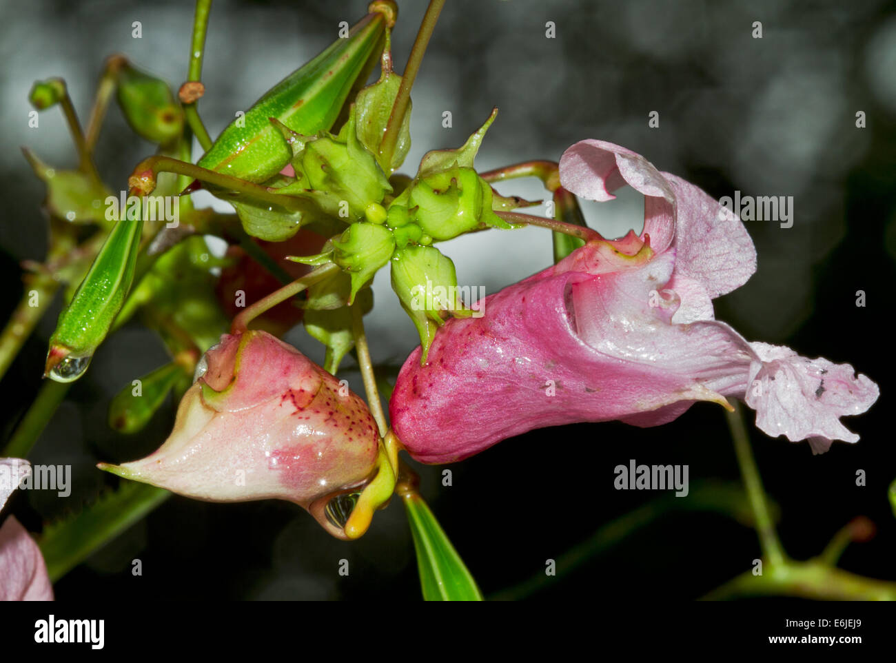 Flores y semillas del policía (Impatiens glandulifera casco), también conocido como Bobby Tops, blusas, cobre (Impatiens glandulifera) Foto de stock