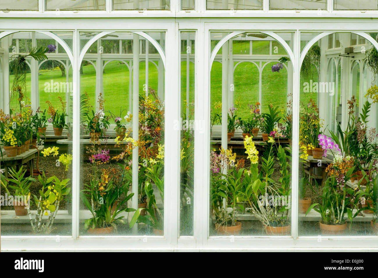 Orquídeas naturales - Picture of Hotel El Cisne Internacional