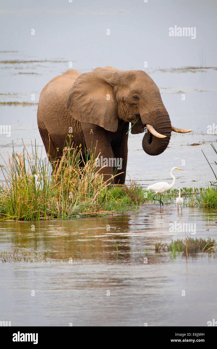 Elefante africano macho de agua potable, el río Zambezi, en África Foto de stock