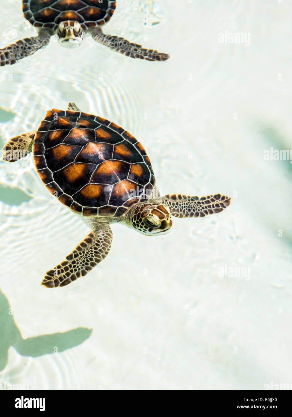 Tortugas bebé fotografías e imágenes de alta resolución - Alamy