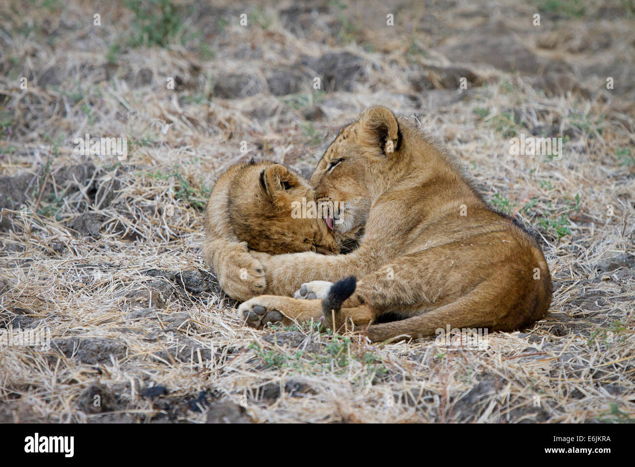 Dos pequeños cachorros de león caricias Foto de stock