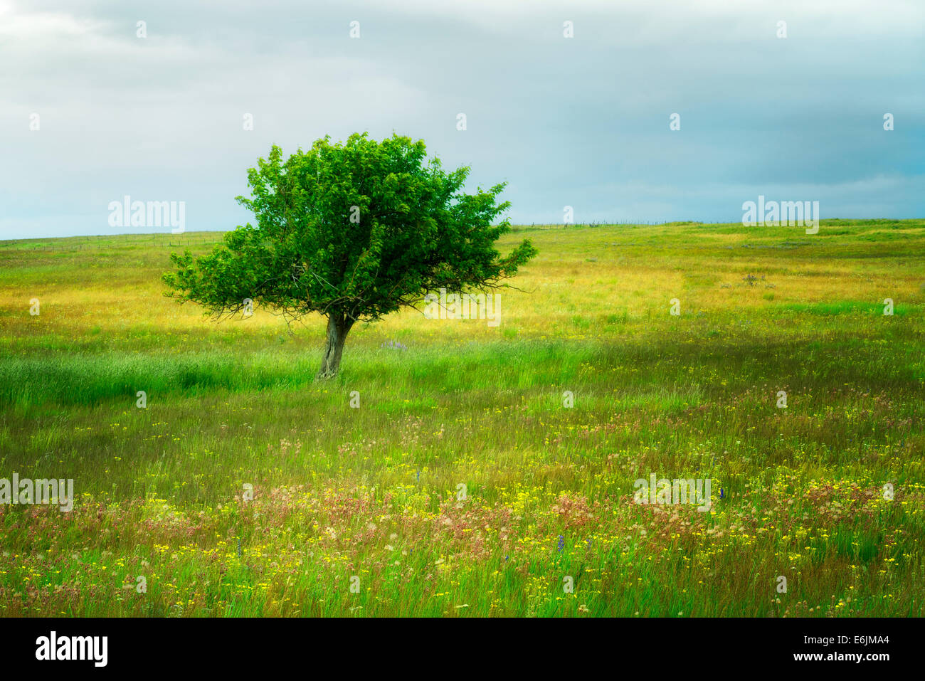 Lone Tree y flores silvestres. Prairie Zumwalt, Oregón Foto de stock