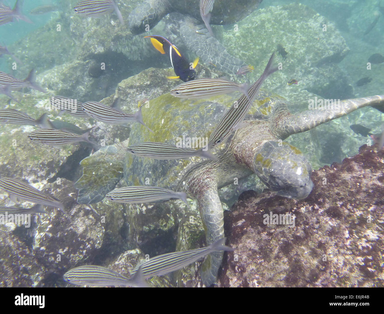Tortugas Verdes marinas de las Islas Galápagos Fotografía de stock Alamy