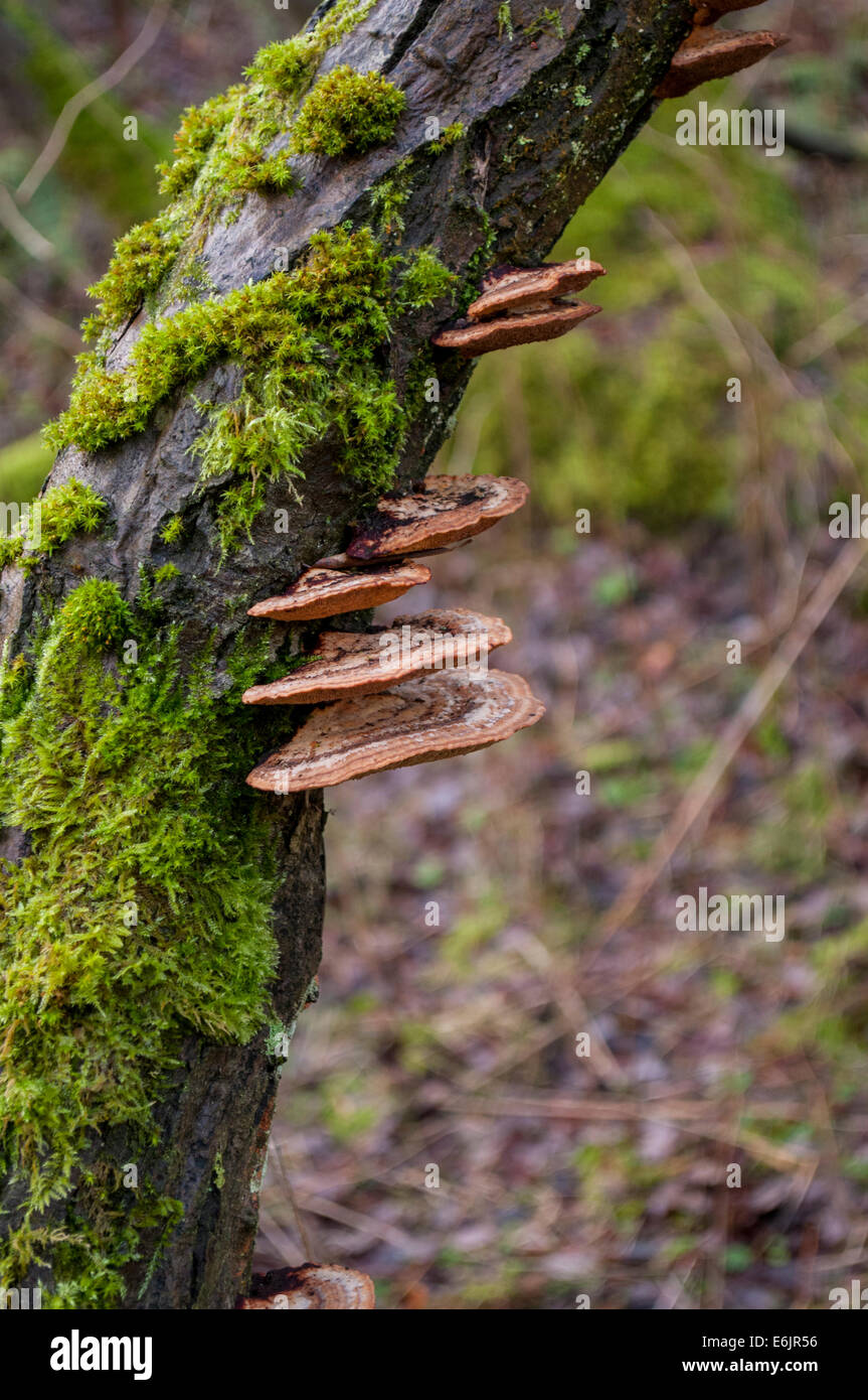 Woodland hongo hongos en árboles en el bosque Fotografía de stock - Alamy