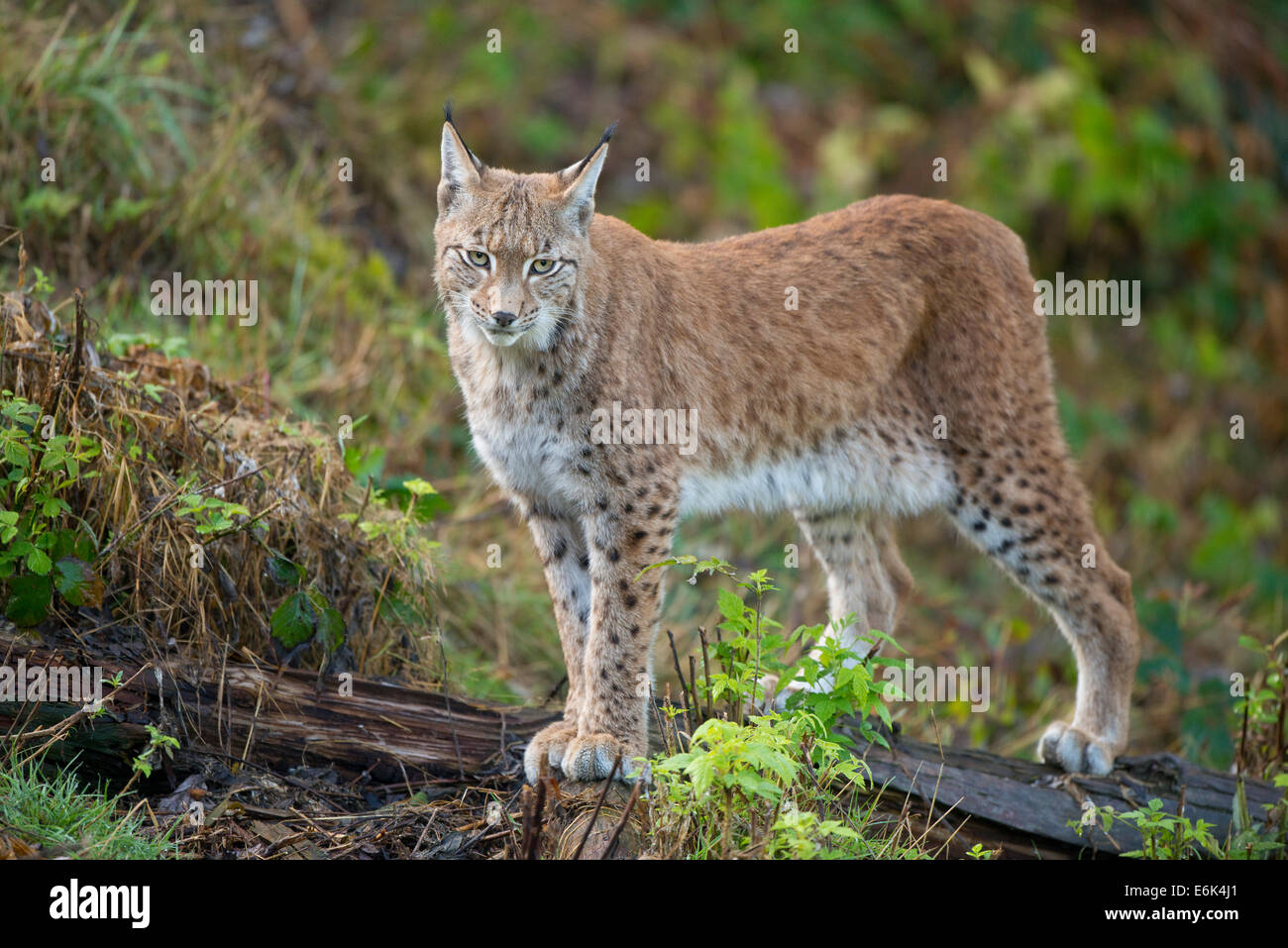 El lince eurásico (Lynx lynx), cautiva, Baja Sajonia, Alemania Foto de stock
