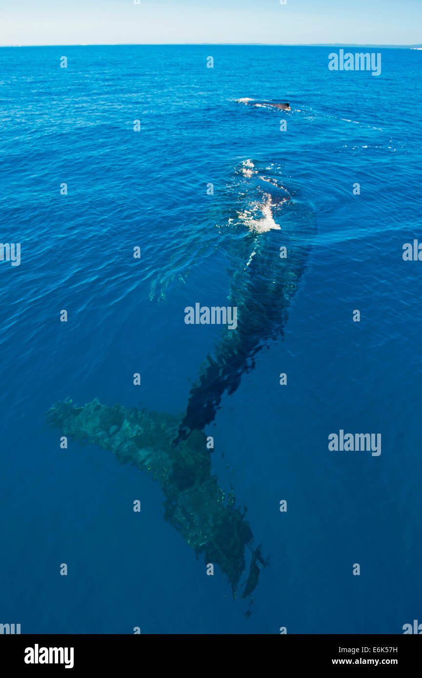 La ballena jorobada (Megaptera novaeangliae), Hervey Bay, Queensland, Australia Foto de stock